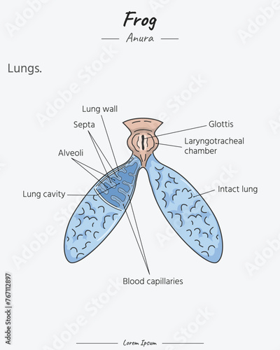 Anatomy of frog lungs illustration with text