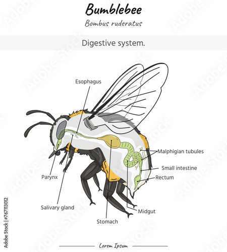 Bumblebee bombus ruderatus Digestive system illustration with text photo