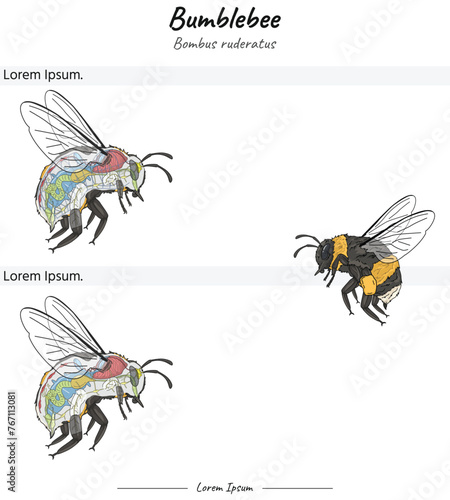 Bumblebee bombus ruderatus internal anatomy and its body illustration of two versions photo