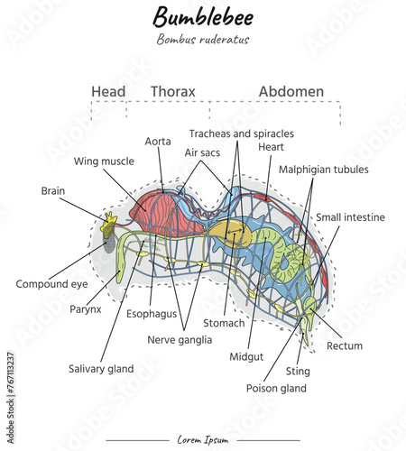 Bumblebee bombus ruderatus internal anatomy illustration with text