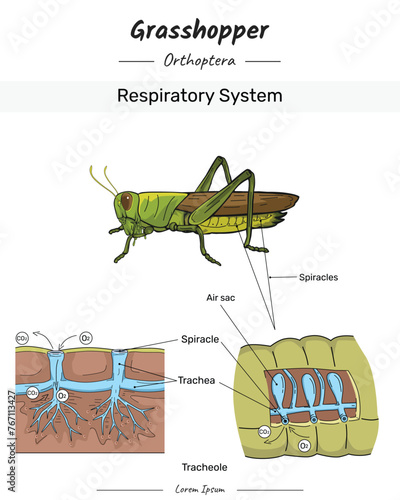 Grasshopper Anatomy and body Respiratory system illustration