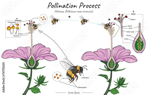 Pollination process of a flower hibiscus flower with bumblebee as pollinator illustration