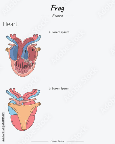 Anatomy of frog heart illustration template