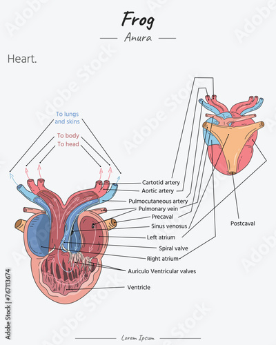Anatomy of frog heart illustration with text