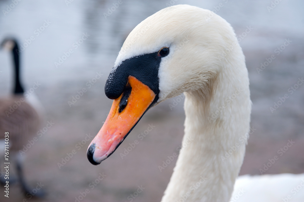 Fototapeta premium Peterborough UK Mute Swan Cygnus Olor