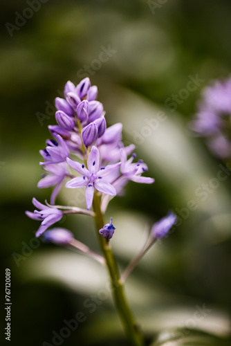 Tractema lilio-hyacinthus fleur mauve sous bois