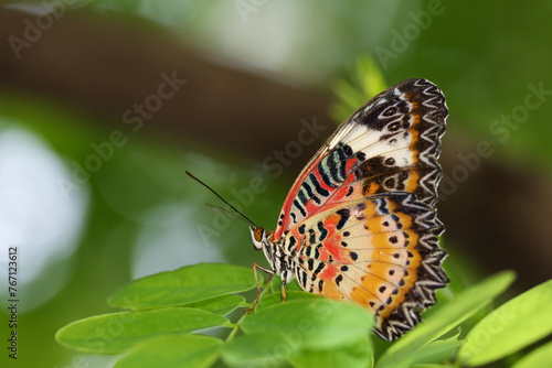 The beautiful butterfly on flower is show beauty wing in nature garden