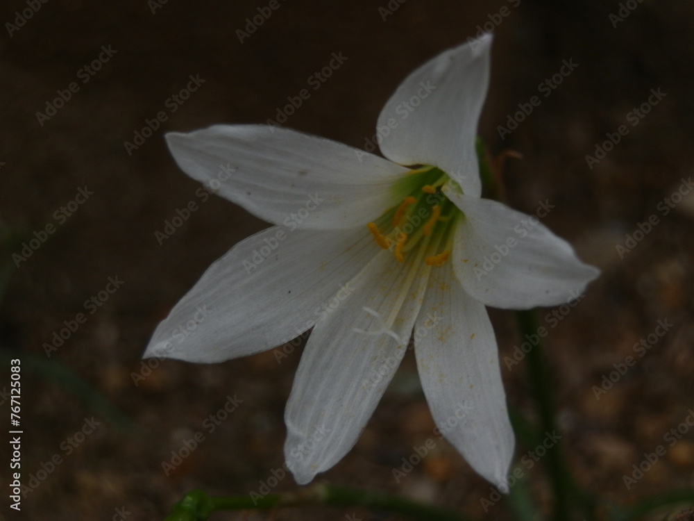 Flower Flower