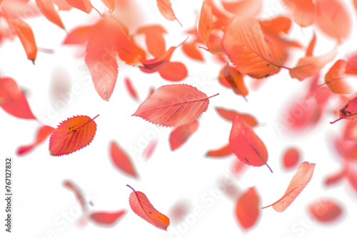 Flying Blurry Leaves on Transparent