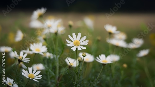 Camomile meadow abstract blurred background, shallow focus toned photo