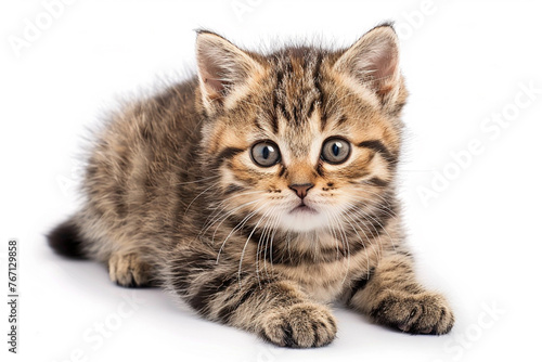 a sitting tabby cat looking forward against a white background High quality photo