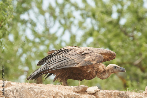 Vulture starting to take off from the ground