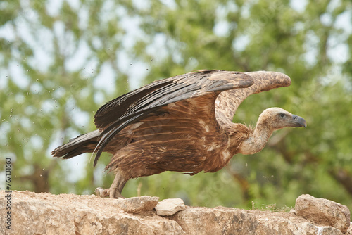 Vulture starting to take off from the ground