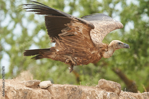 Vulture starting to take off from the ground