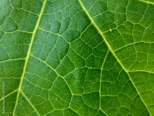 Green leaf background texture. natural eco background.