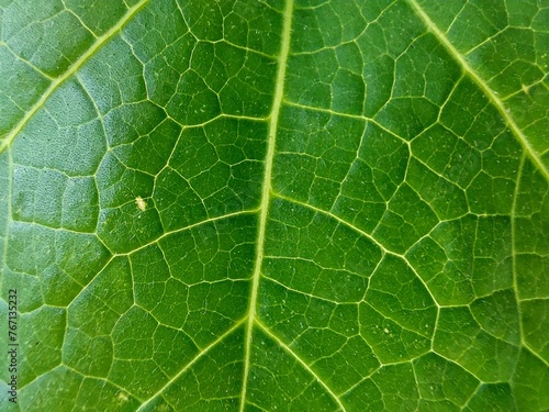 Green leaf background texture. natural eco background.