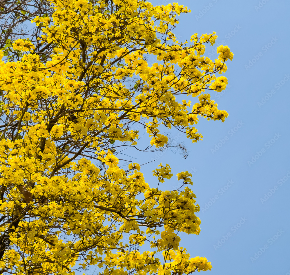 Tabebuia chrysotricha yellow flowers blossom in spring day on blue sky background Tabebuia chrysotricha yellow flowers blossom in spring day on blue sky background