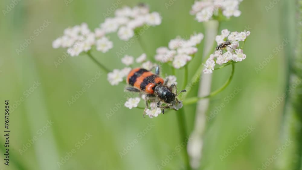 Checkered Beetle on White Wild flowers with a Blurred Green Background collects nectar. A vibrant orange and black beetle is captured in a moment atop delicate white wildflowers, contrasting against Checkered Beetle on White Wild flowers with a Blurred Green Background collects nectar. A vibrant orange and black beetle is captured in a moment atop delicate white wildflowers, contrasting against