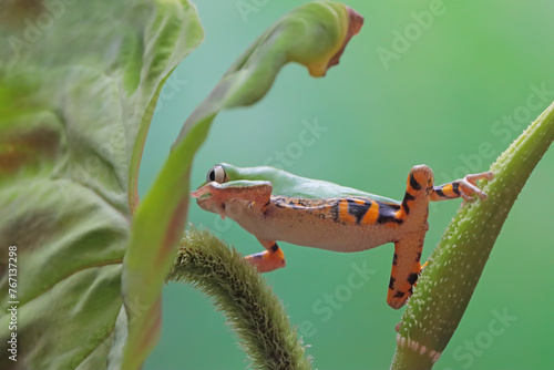 Phyllomedusa hypochondrialis climbing on branch, Northern orange-legged leaf frog or tiger-legged monkey frog closeup on leaves  photo