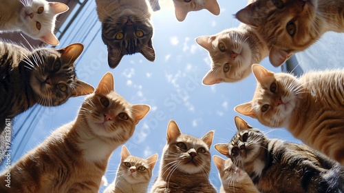 A group of cats in a circle looking down towards the camera placed in the center. Representing the playful spirit of cats.