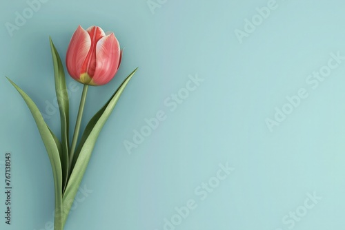 bouquet of red tulips on mint greem background  photo
