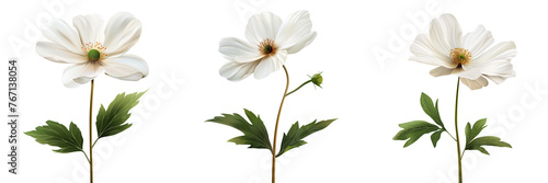 White soft flower