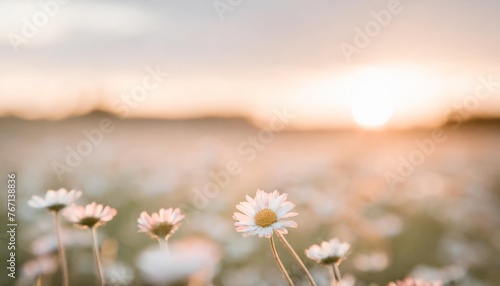 abstract pastel background with wild little daisies