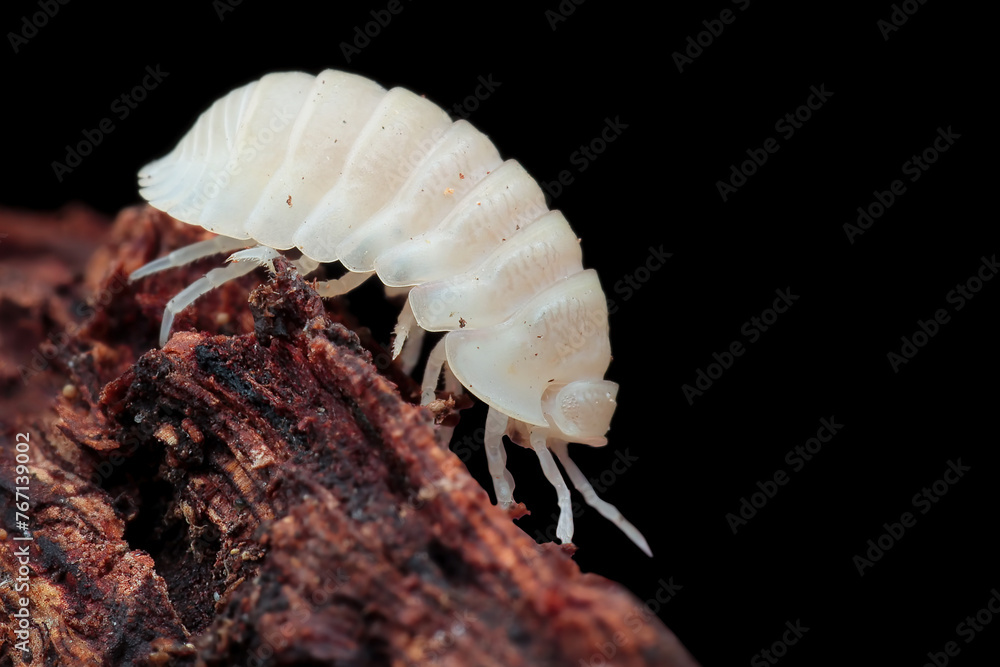 White laevis White laevis