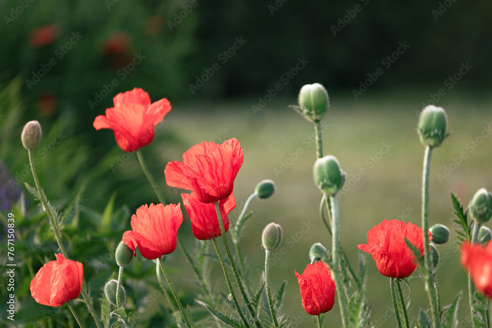Naklejka premium Red poppy flowers in a field, Remembrance day