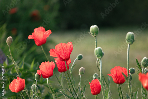 Red poppy flowers in a field   Remembrance day