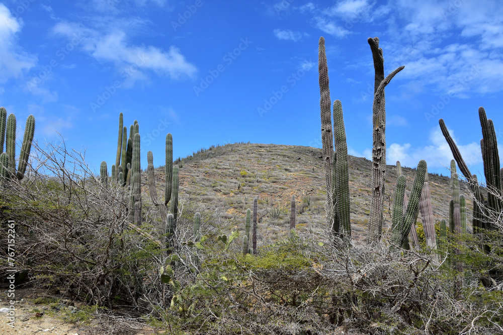 Desert Cacti on the Landscape in Aruba