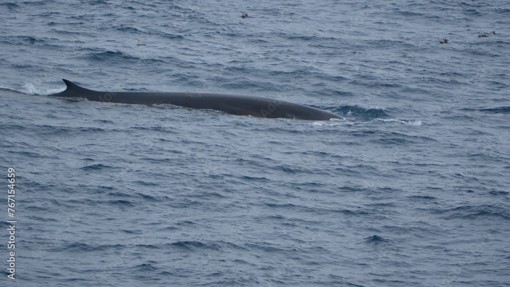 Dorsal fin of a fin whale (Balaenoptera physalus) off the coast of Elephant Island, Antarctica Dorsal fin of a fin whale (Balaenoptera physalus) off the coast of Elephant Island, Antarctica