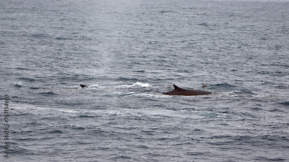Naklejka premium Dorsal fin of a fin whale (Balaenoptera physalus) off the coast of Elephant Island, Antarctica
