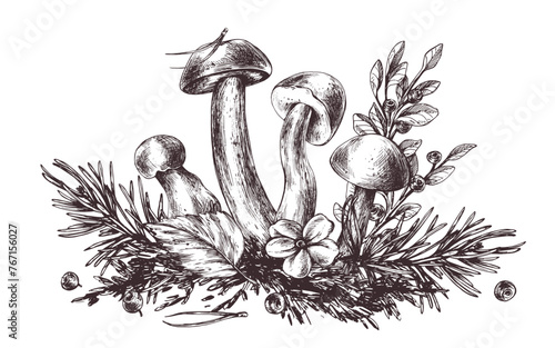 Mushrooms forest boletus with grass, blueberries, moss and cone. Graphic botanical illustration hand drawn in brown ink. For recipes, packaging, autumn festival, harvest. Isolated composition