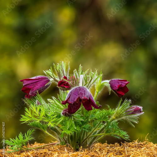 Greater Pasque Flower