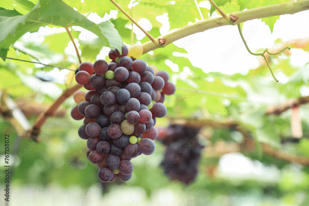 grapes fruit hanging on tree in organic fruit farm