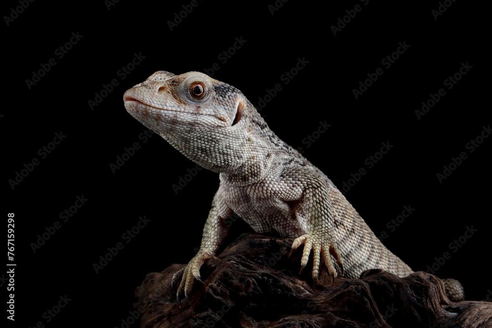Fototapeta premium Savannah monitor (Varanus exanthematicus) closeup on isolated background, Savannah monitor closeup on wood