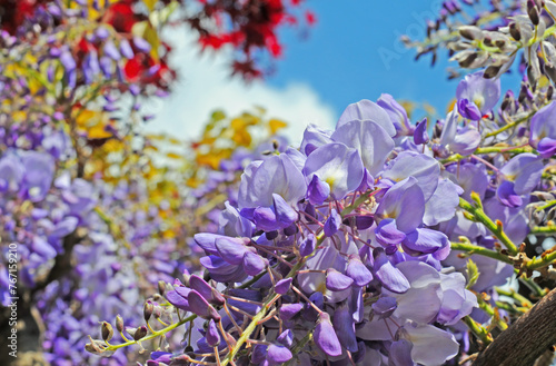 Wallpaper Mural Close-up of a blooming wisteria or wasteria (Fabaceae) with blue sky. Selective focus Torontodigital.ca