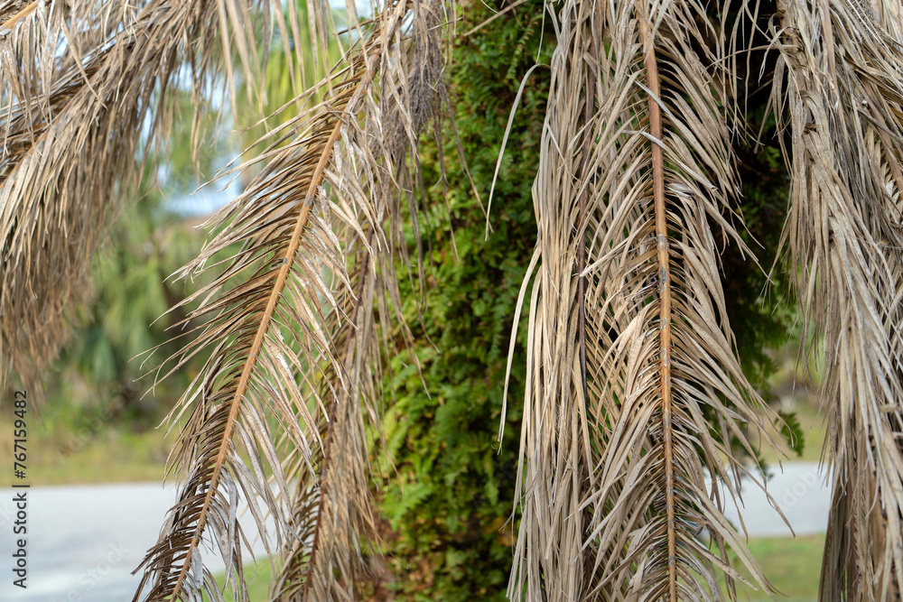 Dead palm tree with dry branches on Florida home backyard. Tree removal concept Dead palm tree with dry branches on Florida home backyard. Tree removal concept
