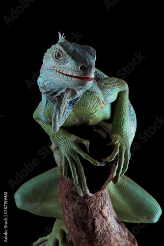 Green Iguana closeup head on black background, Head of green iguana front view on black background 