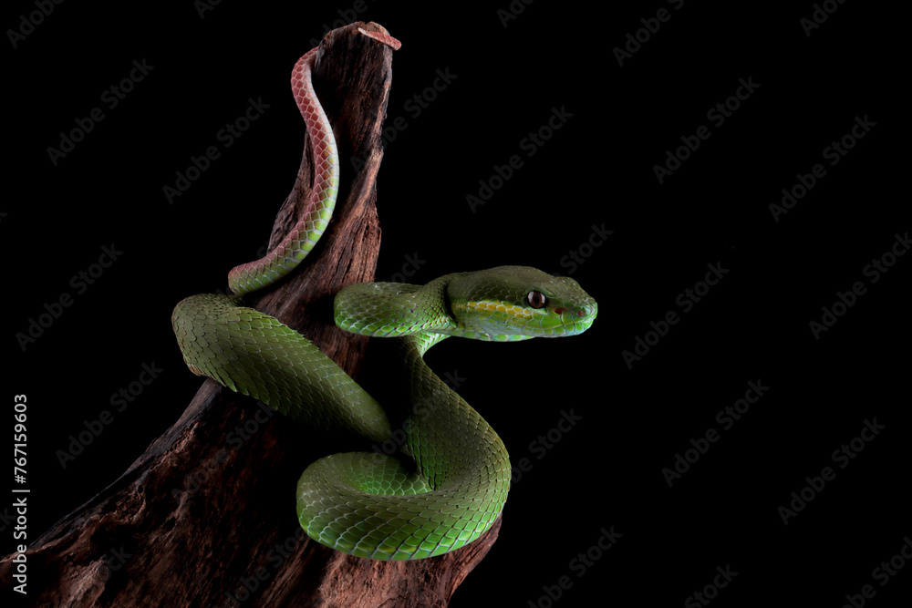 Obraz premium Trimeresurus Insularis closeup on branch, Indonesian viper snake closeup