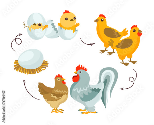 Chicken life cycle. Farm bird growth stages. Domestic animal development. Cartoon rooster and hen with chicks. Inhabitants of poultry yard. Growing evolution. Splendid vector concept