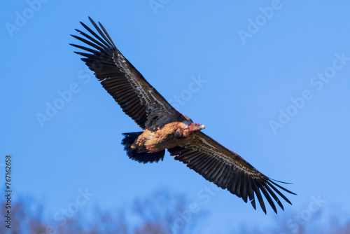 Eurasian griffon vulture  Gyps fulvus  in flight. Majestic large bird of prey in the family Accipitridae. Cornino lake area  Udine province  Friuli Venezia Giulia  Italy. Image with text space.