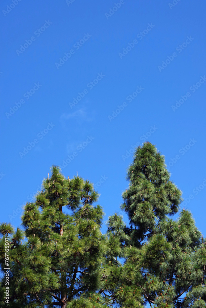 Tall Monterey Pine trees under blue sky