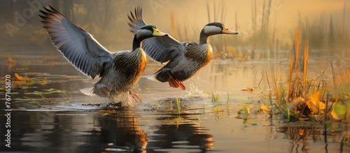 Two waterfowl are gliding over a lake. The ducks gracefully skim the liquid surface, their feathers catching the sunlight as they fly