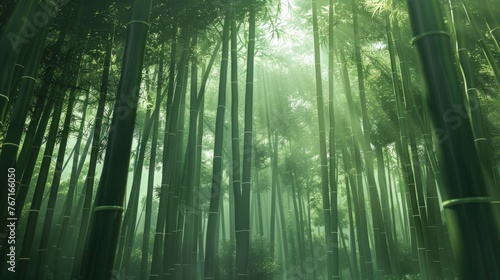 Dense Bamboo Forest in a Lush Green Landscape