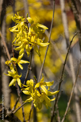 Yellow forsythia on a blurry background.