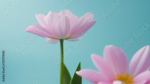 A pink flower with a blue background. The flower is the main focus of the image. The background is a light blue color  which creates a calming and peaceful mood. Concept of tranquility and beauty