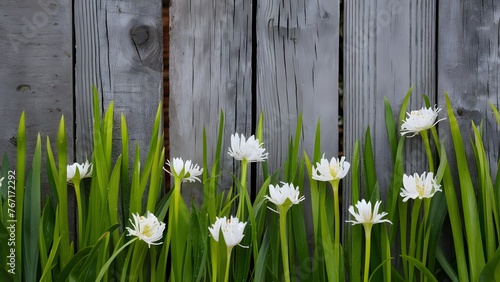 Fresh spring greens and white flowers over wooden fence background