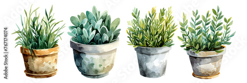 Watercolor style plant elements combination on a transparent background